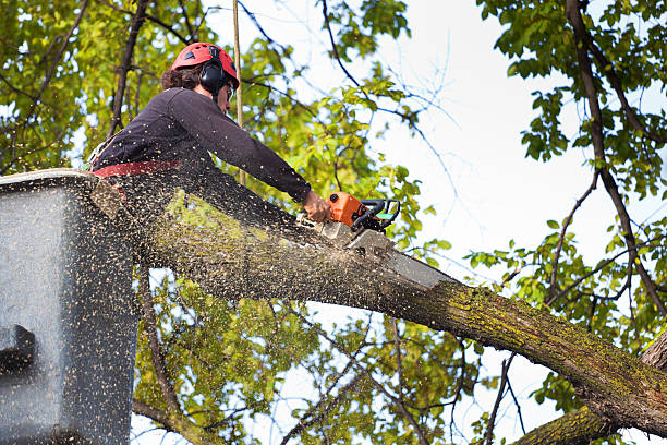 Best Hazardous Tree Removal  in Von Ormy, TX